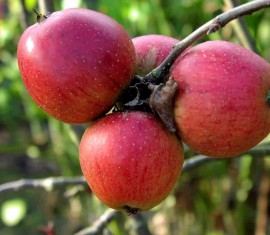 Pommier Bayana : caractéristiques de la variété et entretien
