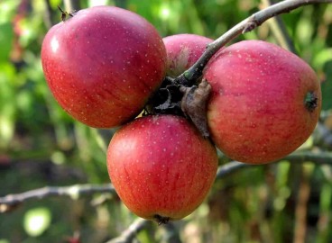 Pommier Bayana : caractéristiques de la variété et entretien