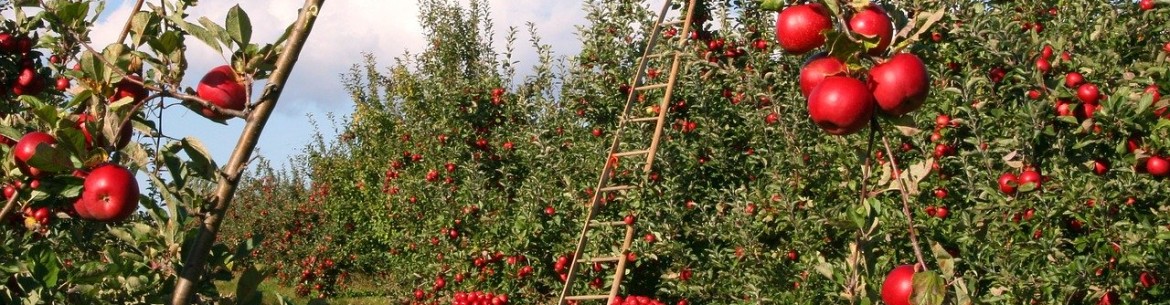 Planter des pommiers en Sibérie : choisir une variété, choisir un emplacement et recommandations pour la plantation et l’entretien