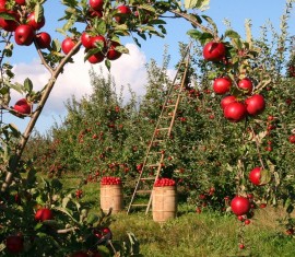 Planter des pommiers en Sibérie : choisir une variété, choisir un emplacement et recommandations pour la plantation et l’entretien