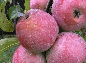 Pommier Aelita : caractéristiques de la variété et entretien