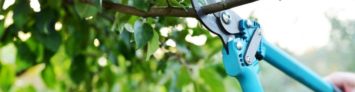 Comment tailler correctement les arbres fruitiers : instructions détaillées