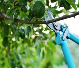 Comment tailler correctement les arbres fruitiers : instructions détaillées