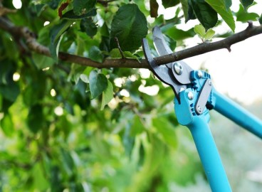 Comment tailler correctement les arbres fruitiers : instructions détaillées