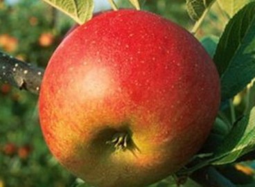 Pommier Augusta : caractéristiques de la variété et entretien