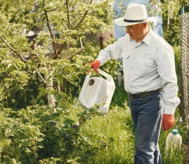 4 conseils essentiels pour l'arrosage des pommiers et une bonne récolte de pommes
