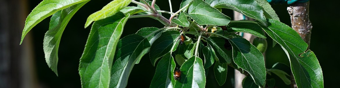 Taille des jeunes pommiers au printemps et en automne : conseils pour les jardiniers débutants