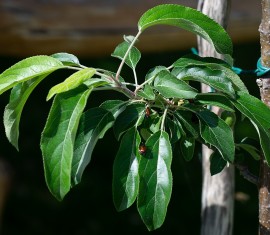 Taille des jeunes pommiers au printemps et en automne : conseils pour les jardiniers débutants