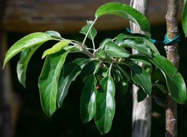 Taille des jeunes pommiers au printemps et en automne : conseils pour les jardiniers débutants