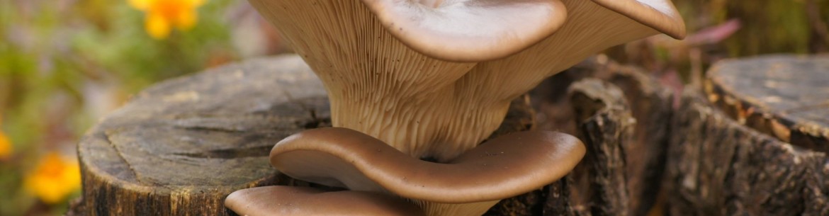 Comment enlever une souche d'arbre dans le jardin sans la déraciner ?