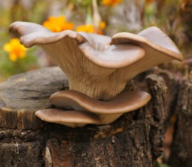 Comment enlever une souche d'arbre dans le jardin sans la déraciner ?