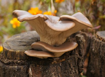 Comment enlever une souche d'arbre dans le jardin sans la déraciner ?