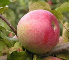 Pommier Baltika : caractéristiques de la variété et entretien