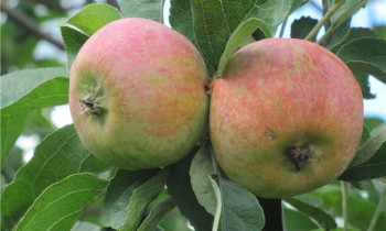 Pommier Korobovka : caractéristiques de la variété et entretien