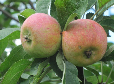 Pommier Korobovka : caractéristiques de la variété et entretien
