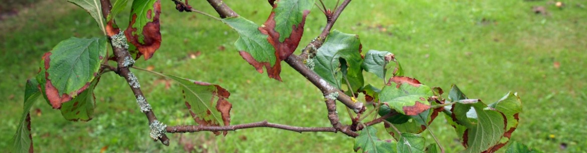 Feuilles de pommier rougissantes : causes et maladies + recommandations de traitement