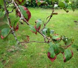 Feuilles de pommier rougissantes : causes et maladies + recommandations de traitement
