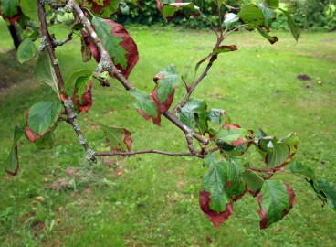 Feuilles de pommier rougissantes : causes et maladies + recommandations de traitement