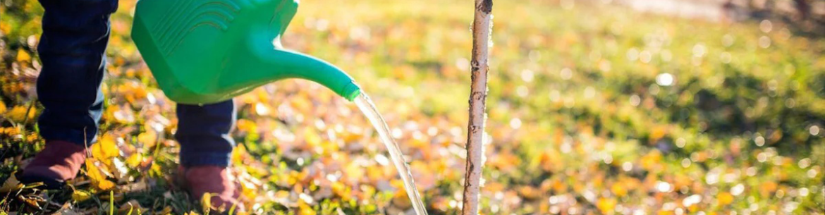 Quand arroser les arbres fruitiers au printemps : période et règles