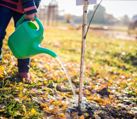 Quand arroser les arbres fruitiers au printemps : période et règles