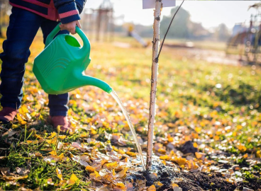 Quand arroser les arbres fruitiers au printemps : période et règles