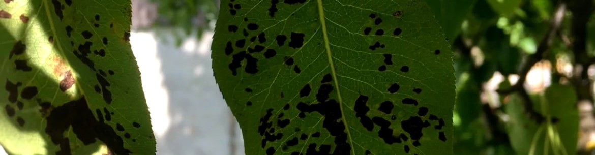 Taches noires sur les feuilles du pommier : causes et traitements