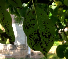Taches noires sur les feuilles du pommier : causes et traitements