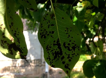 Taches noires sur les feuilles du pommier : causes et traitements