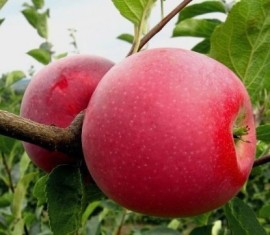 Pommier Idared : Variété et conseils d’entretien