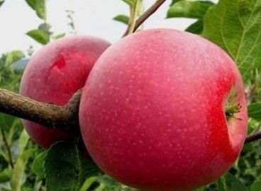 Pommier Idared : Variété et conseils d’entretien