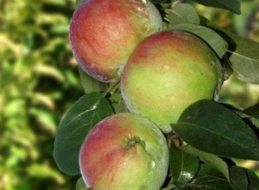 Pommier Delight : caractéristiques de la variété et entretien