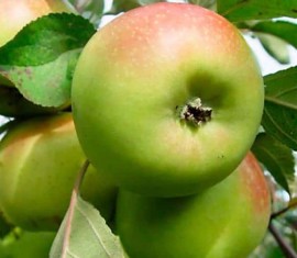 Pommier Bratchud : caractéristiques de la variété et entretien