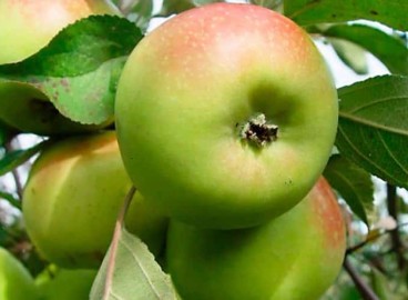 Pommier Bratchud : caractéristiques de la variété et entretien