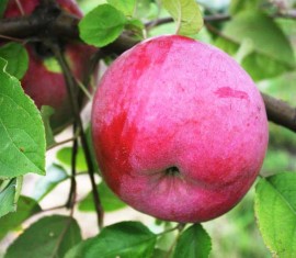 Pommier d'aloès de Bryansk : caractéristiques de la variété et entretien