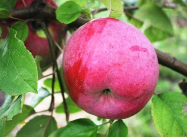 Pommier d'aloès de Bryansk : caractéristiques de la variété et entretien