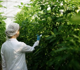 Aktara pour les pommiers