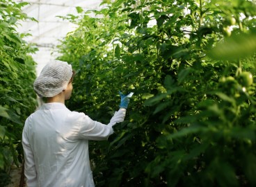 Aktara pour les pommiers