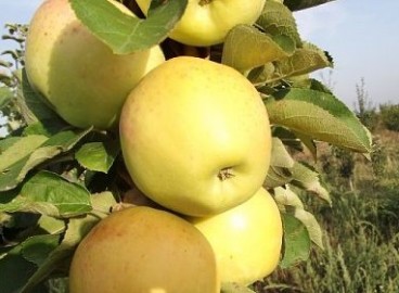 Collier d'ambre de pommier : caractéristiques de la variété et entretien