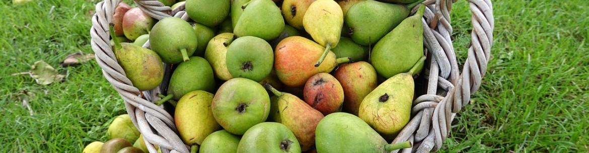 Hur man gödslar äppel- och päronträd på vår, sommar och höst