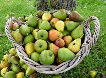 Comment fertiliser les pommiers et les poiriers au printemps, en été et en automne