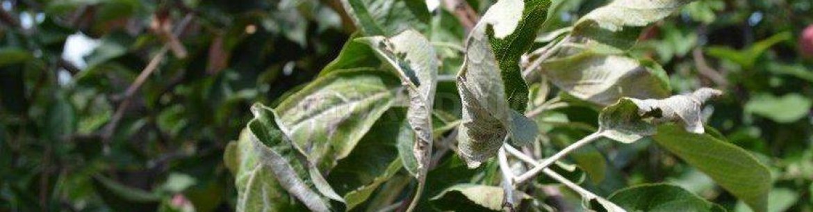 Que faire si les feuilles d'un pommier s'enroulent : comment soigner les arbres pour les guérir