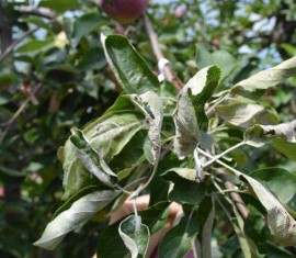 Que faire si les feuilles d'un pommier s'enroulent : comment soigner les arbres pour les guérir