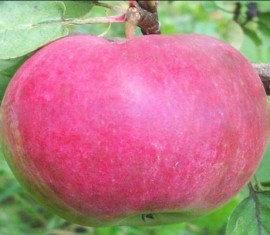 Pommier Orlovskaya Zarya : caractéristiques de la variété et entretien