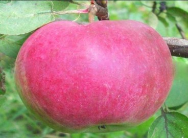 Pommier Orlovskaya Zarya : caractéristiques de la variété et entretien