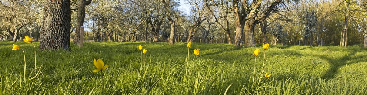 Distance entre les pommiers et les autres arbres lors de la plantation