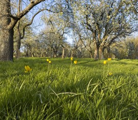 Distance entre les pommiers et les autres arbres lors de la plantation