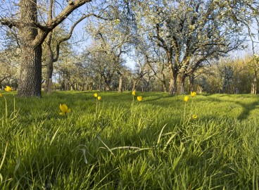 Distance entre les pommiers et les autres arbres lors de la plantation