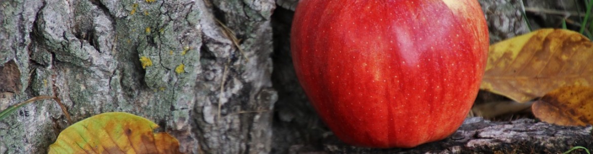 Restauration de l'écorce endommagée d'un pommier : comment traiter les plaies mécaniques et infectieuses