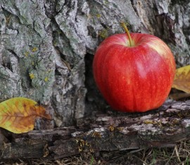 Restauration de l'écorce endommagée d'un pommier : comment traiter les plaies mécaniques et infectieuses