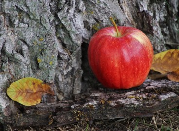Restauration de l'écorce endommagée d'un pommier : comment traiter les plaies mécaniques et infectieuses